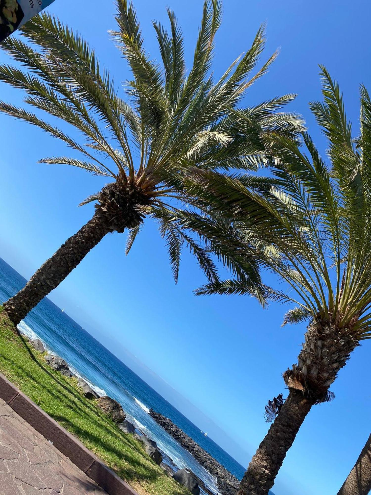 Coconut Apartament In Garden City Playa Feñabe Dış mekan fotoğraf